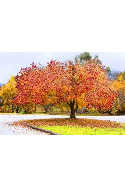 Церцис Форест Пансі – дерево з багатими пурпурними листями